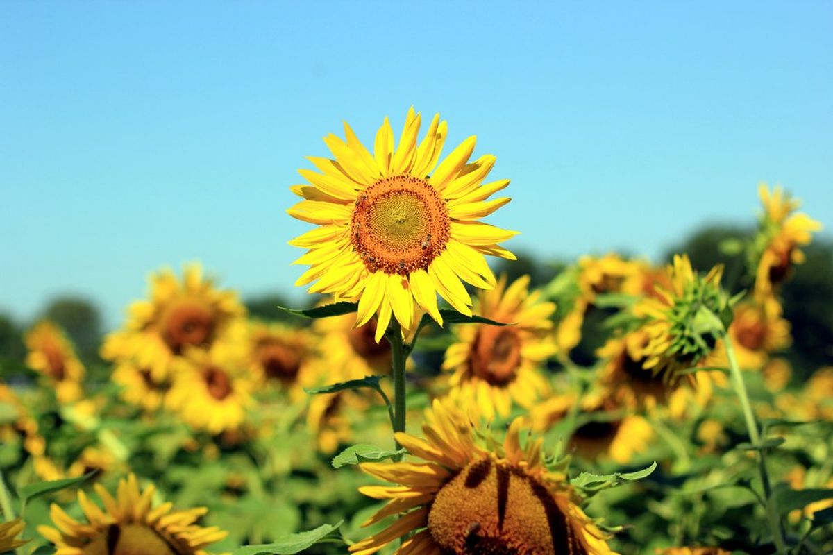 The Summer After Freshman Year