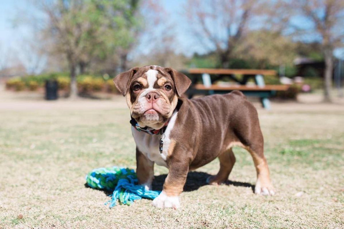 15 Reactions To Buster The Bulldog