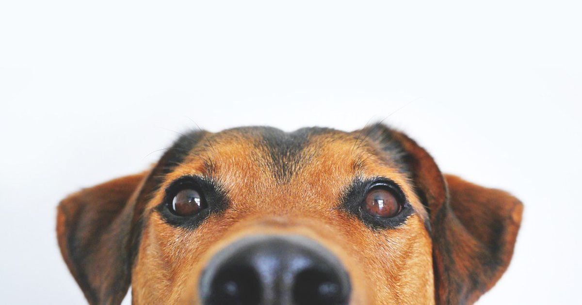 The 11 Stages Of Dog Withdrawal