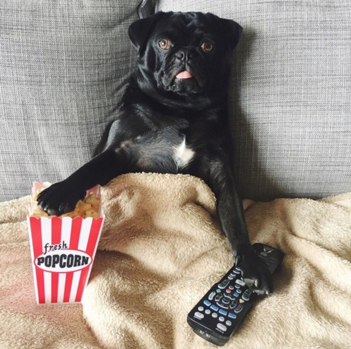 10 Stages Of 'Netflix And Chill' As Told By Dogs