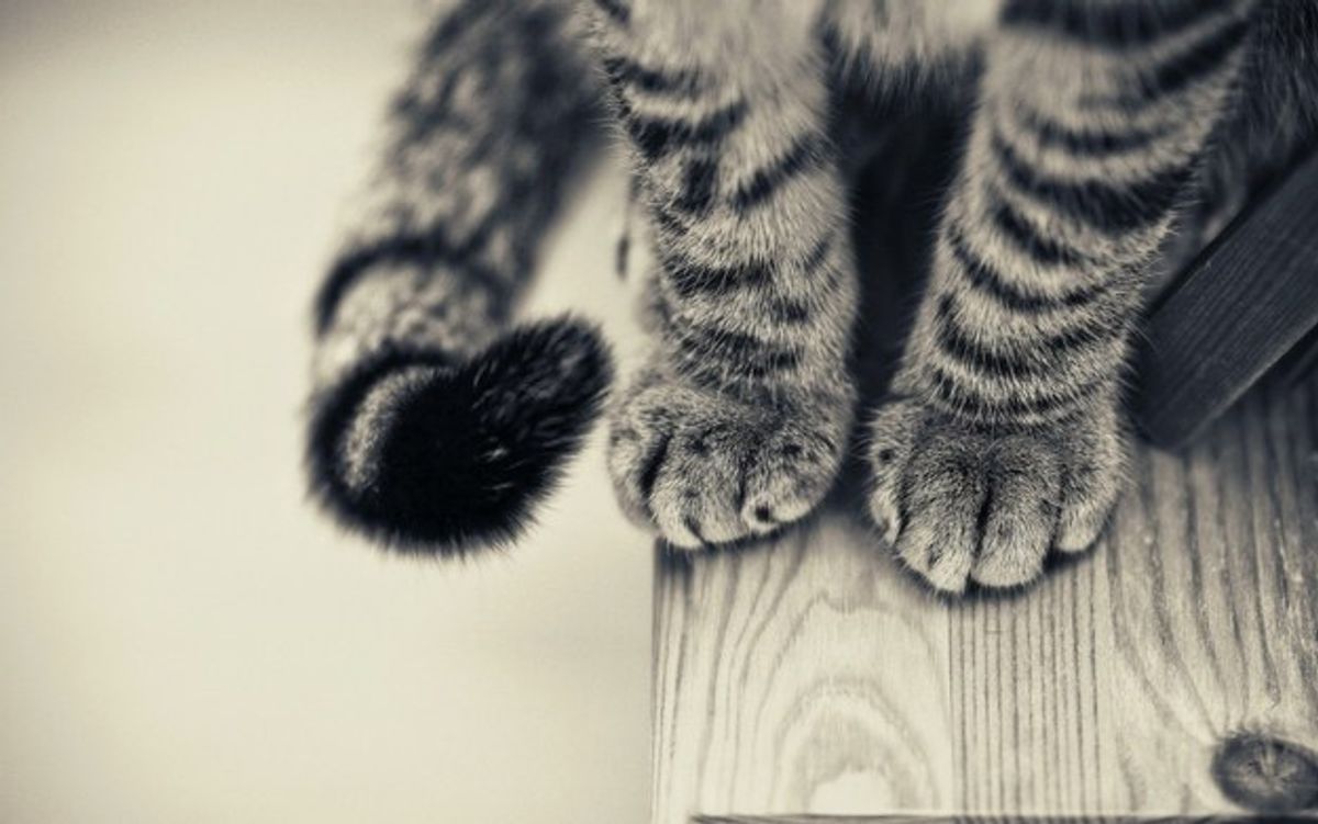 Why Declawing Is Not The Cat's Meow