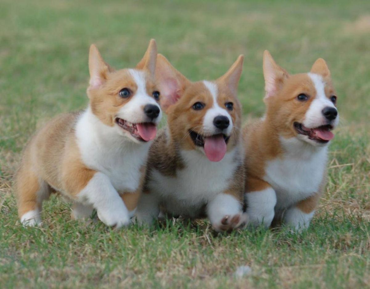 The Stages Of Finals Week, Told By Corgis