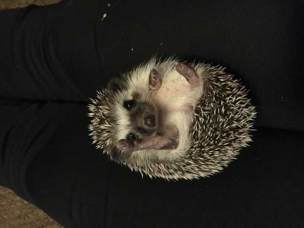 Why Hedgehogs Are The Best Small Pet