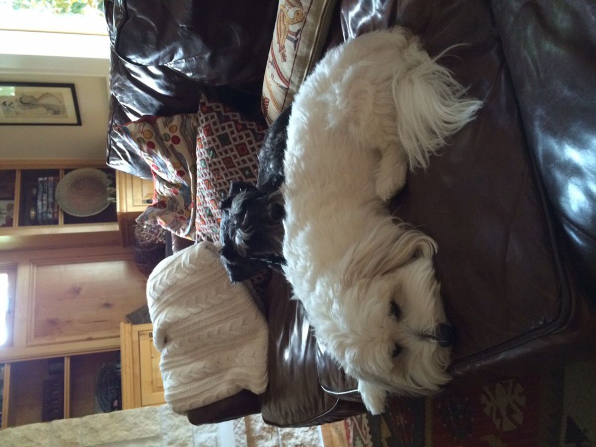 Why Coton Dogs Are Awesome!