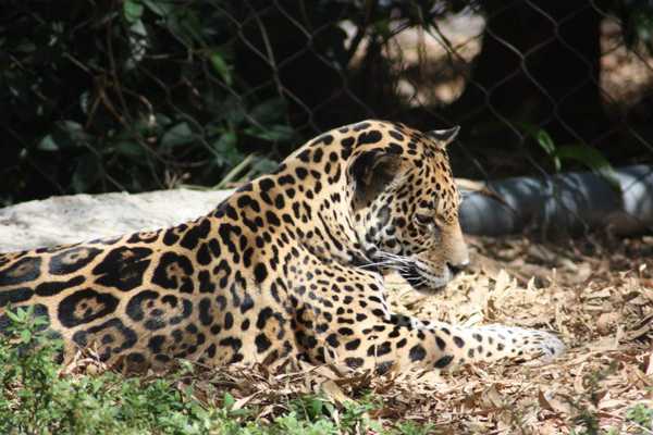 The Importance of Zoos and Aquariums