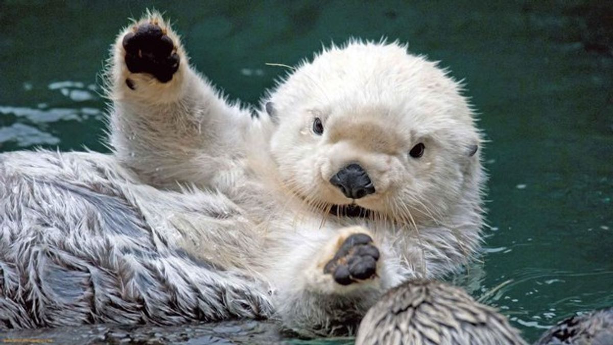 11 Reasons Why Sea Otters Are The Cutest Animal Alive