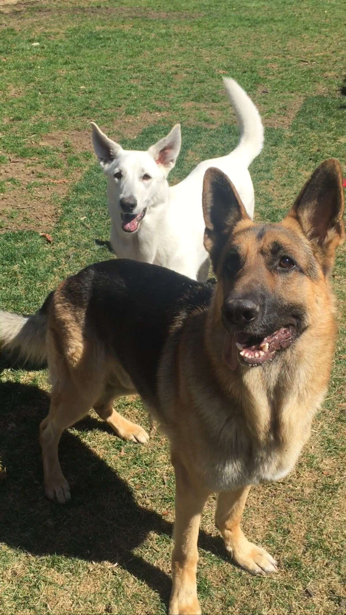 10 Reasons German Shepherds Are The Best Dogs
