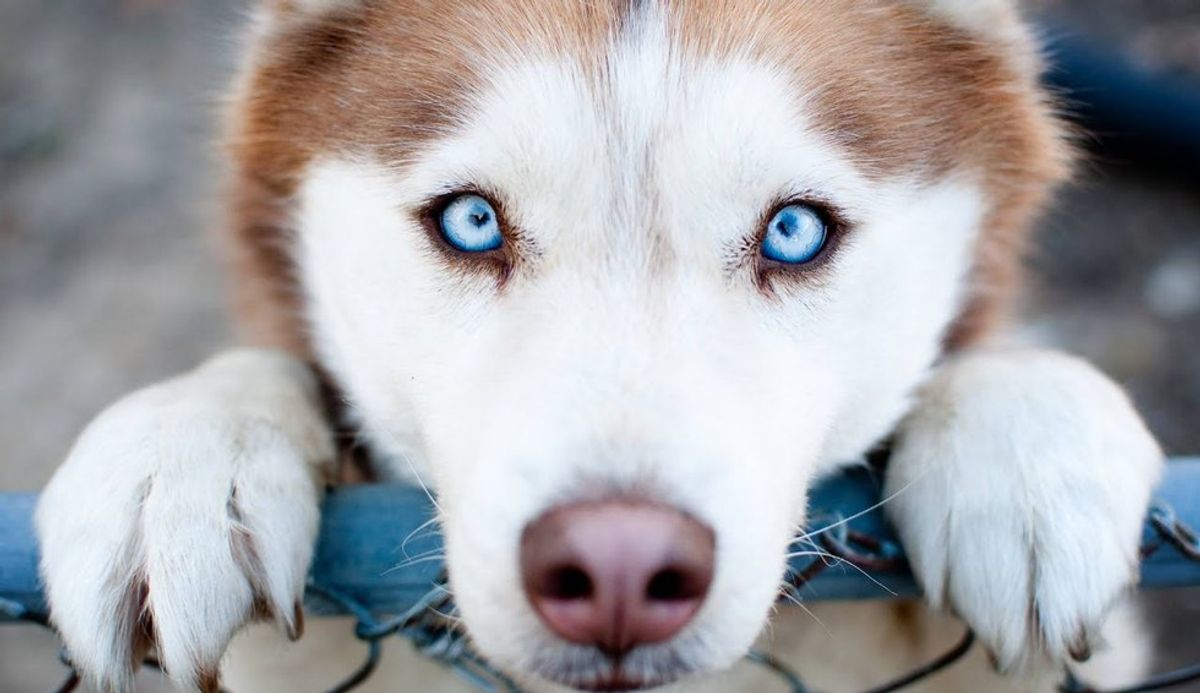12 Reasons Why Dogs Are The Best