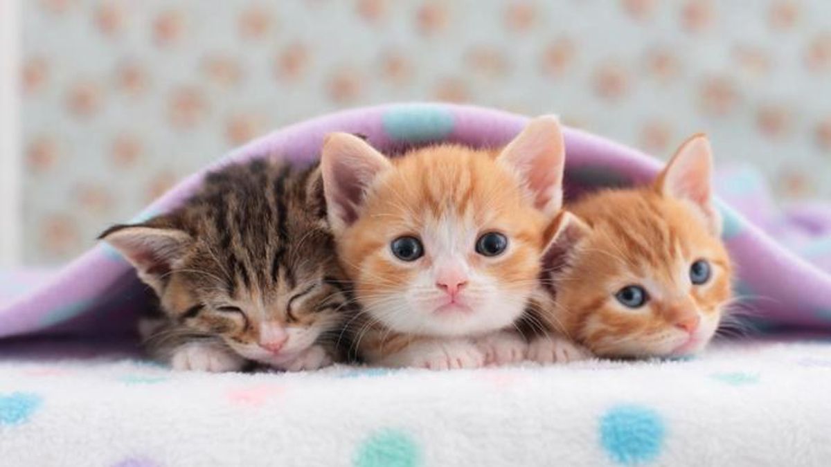 Kittens To Help You Get Through Finals