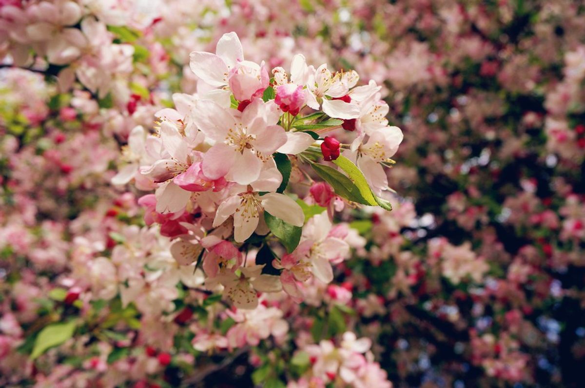 9 Places to See Cherry Blossoms Around Yale (Before They're Gone)