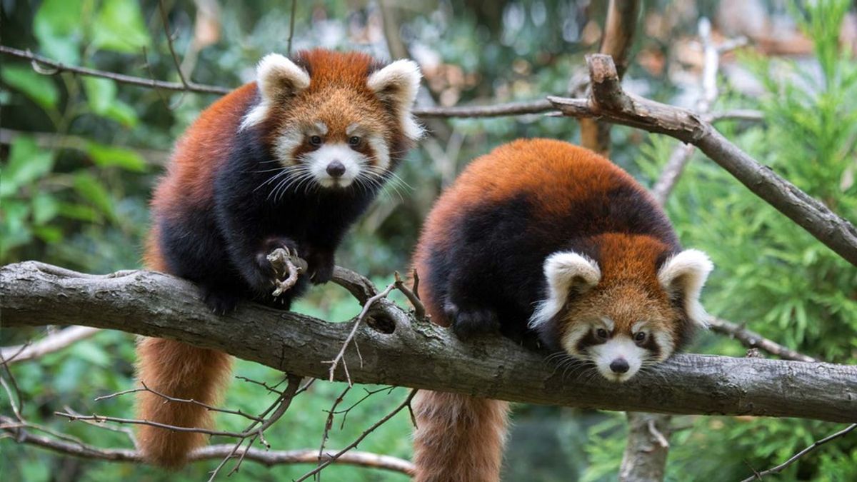 Top 12 Animals To Visit At The Zoo