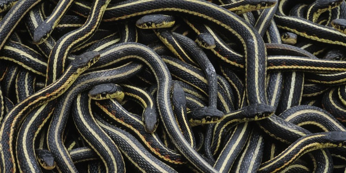 A Guide To Ohio's Venomous Snakes