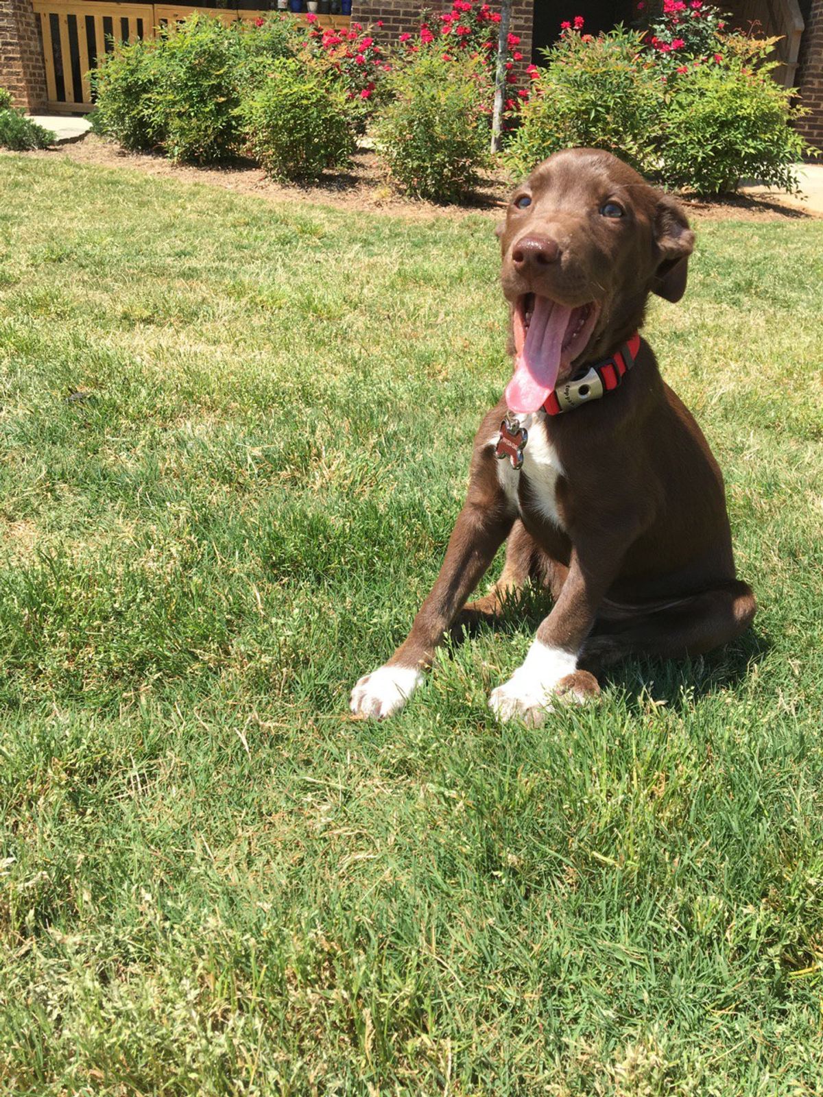 How To Prevent Your Puppy From Getting Parvovirus