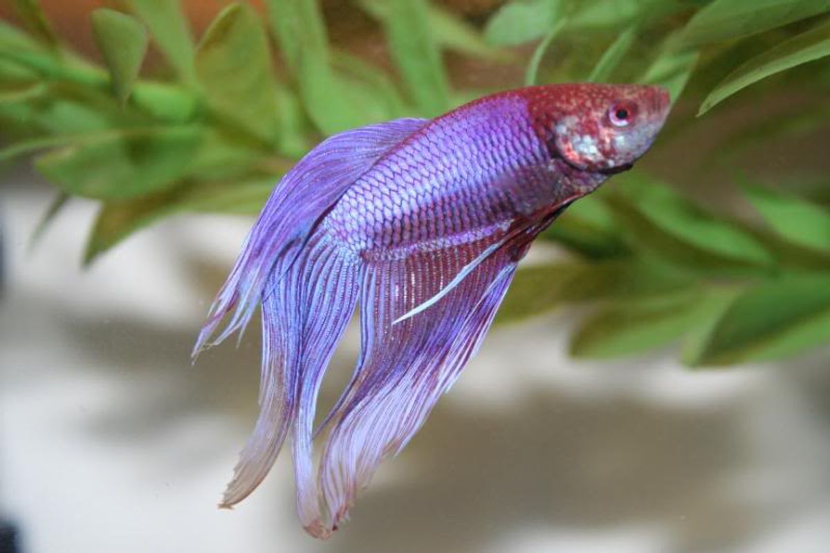 Celebrity Names For Your Betta Fish Based On Your Horoscope