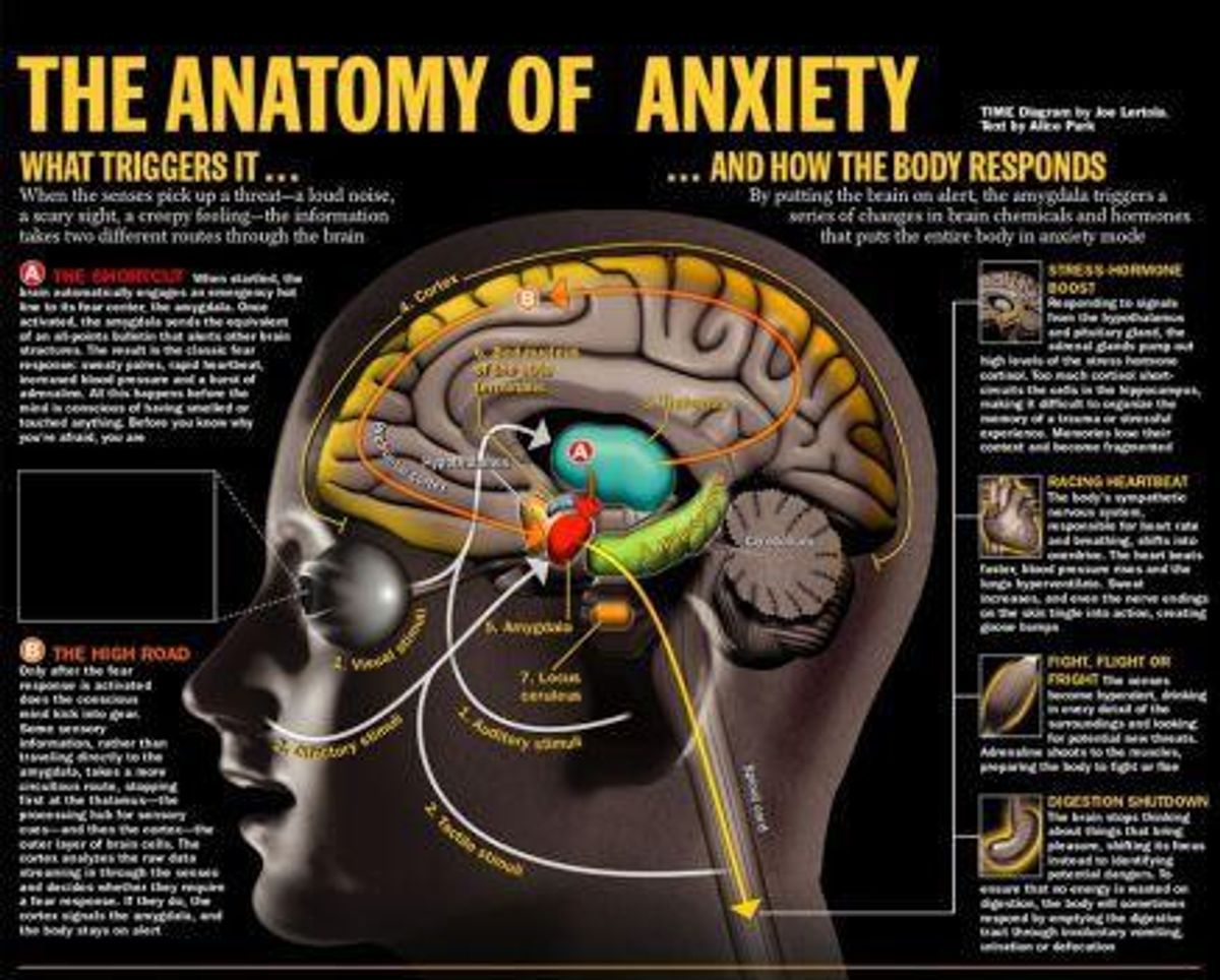 Anxiety And The Brain