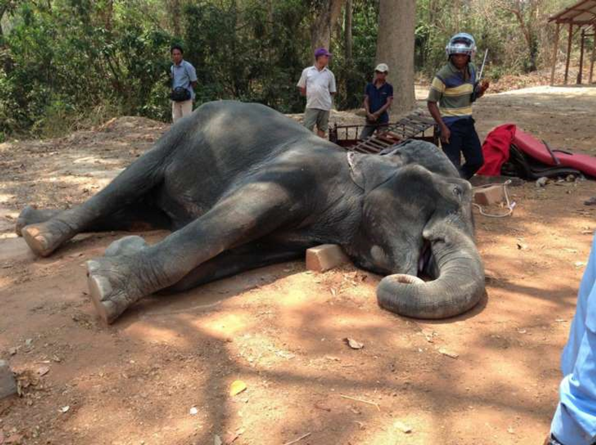 Fall Of The Wild: Cambodian Elephant Dies