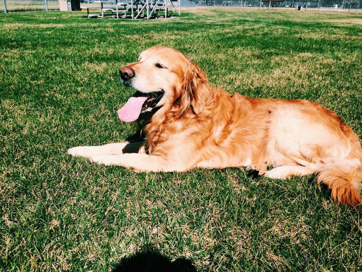 An Open Letter to My Childhood Dog