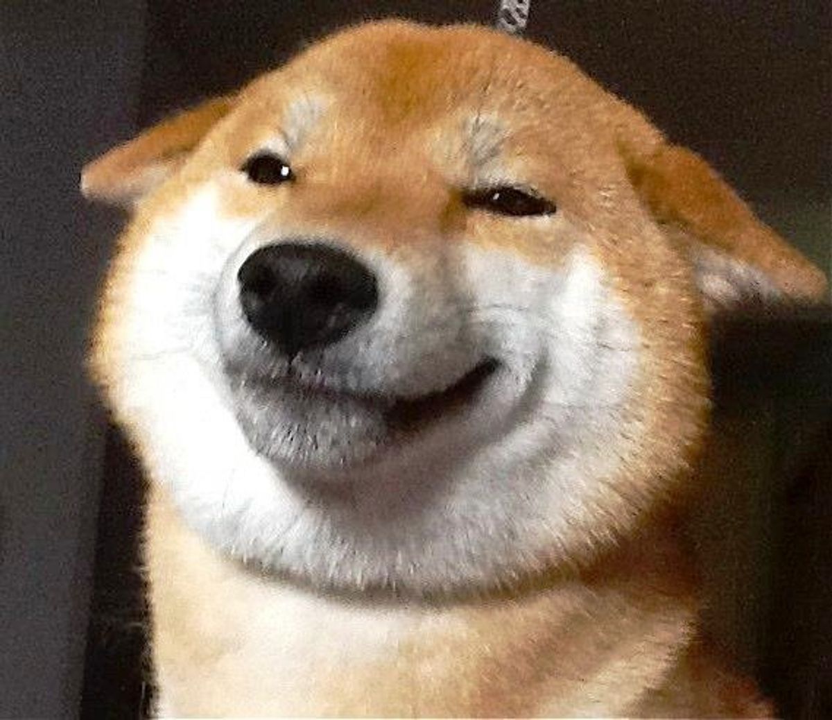 21 Pictures That Prove Shiba Inus Are The Quirkiest Dogs Ever