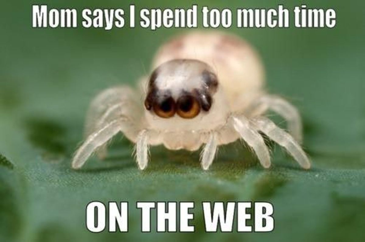 In Defense of Spiders
