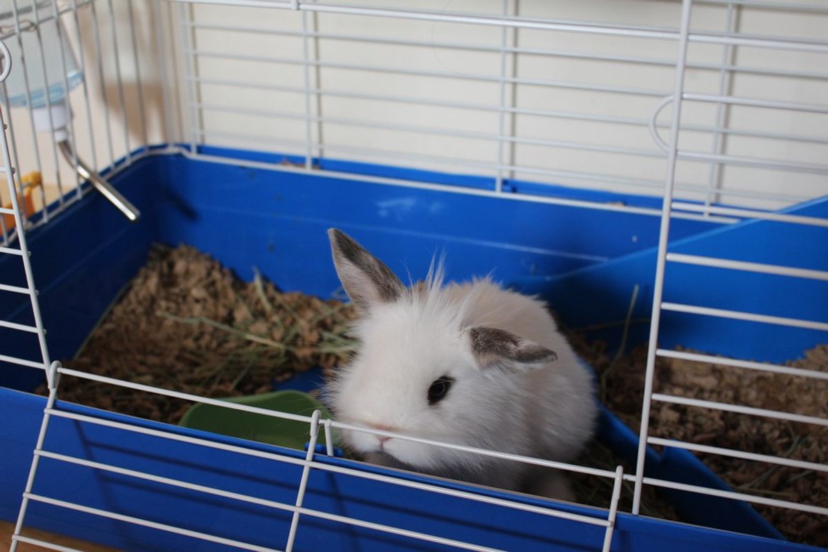 7 Reasons To Have a Bunny In College