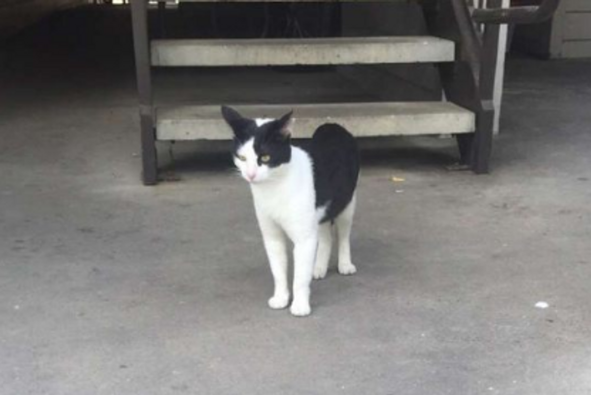 Christian Brothers University Has Its Own Campus Cat