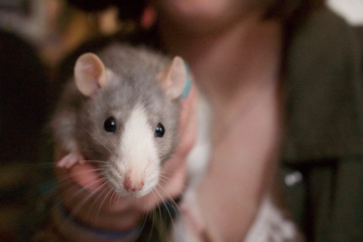 11 Awesome Rat Facts