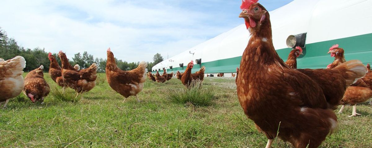 Costco Finally Changes to Cage-Free Eggs