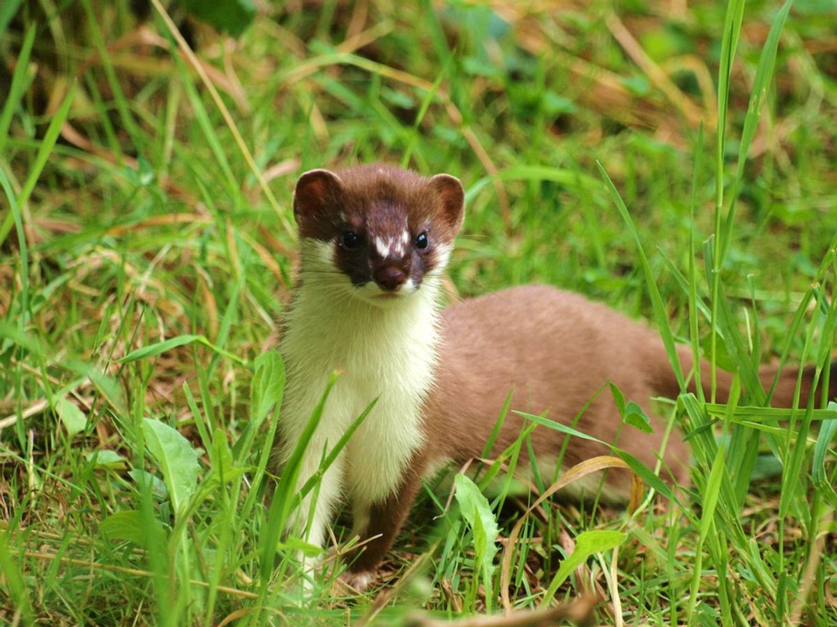 Dance To The Center Like A Stoat