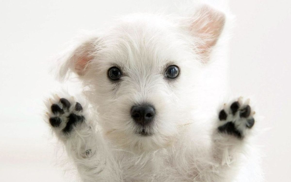 11 Best Puppy Videos On The Internet