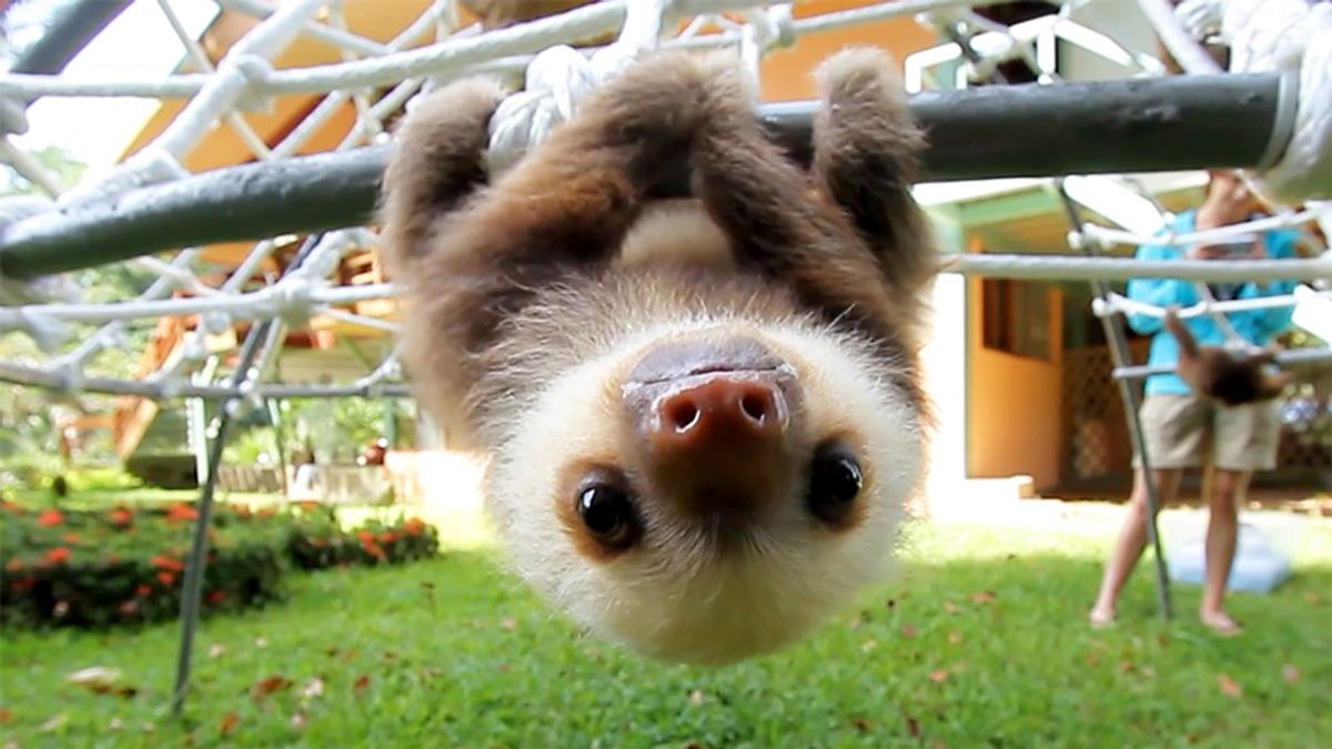 7 Sloth Facts You Probably Didn't Know