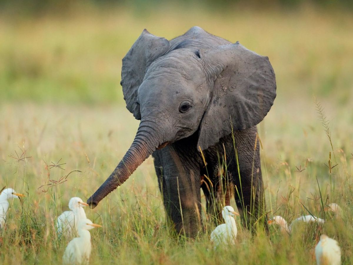 11 Gifs Of Baby Elephants With Exam Advice