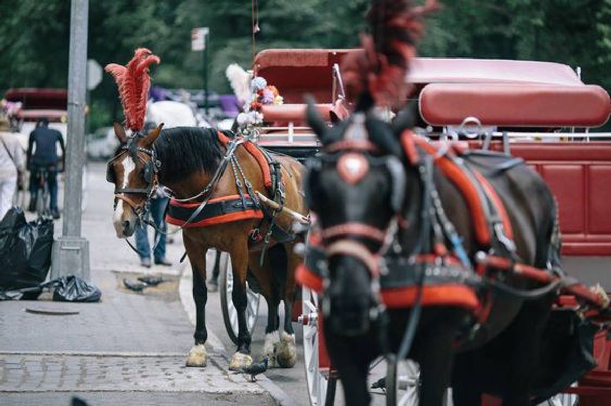 Here's To NYC's Horse-Drawn Carriages