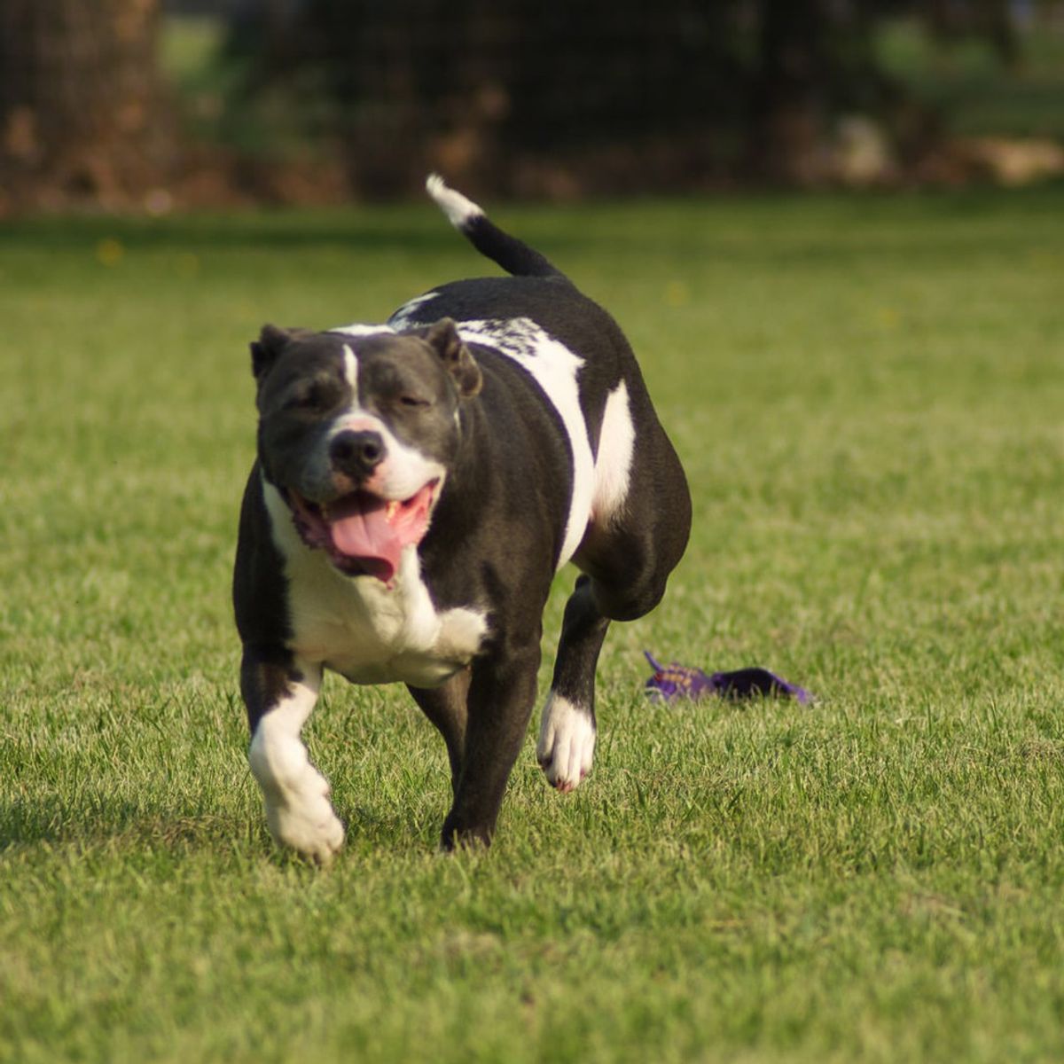 500 Words on Pit Bulls and Breed Specific Legislation