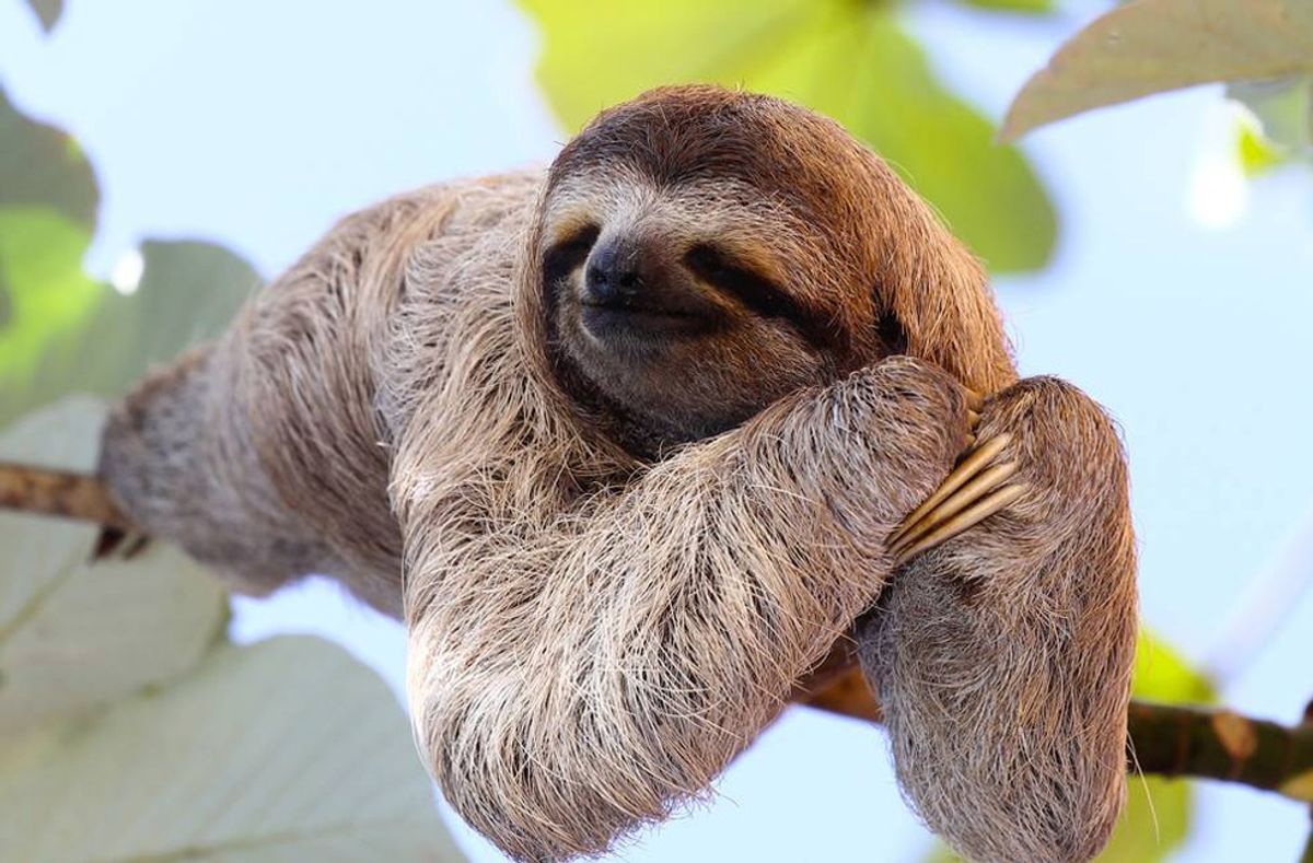 11 Reasons You Should Love Sloths