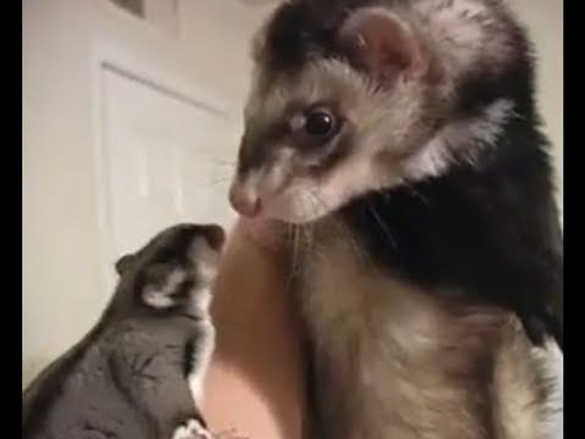 Ferrets vs Sugar Gliders
