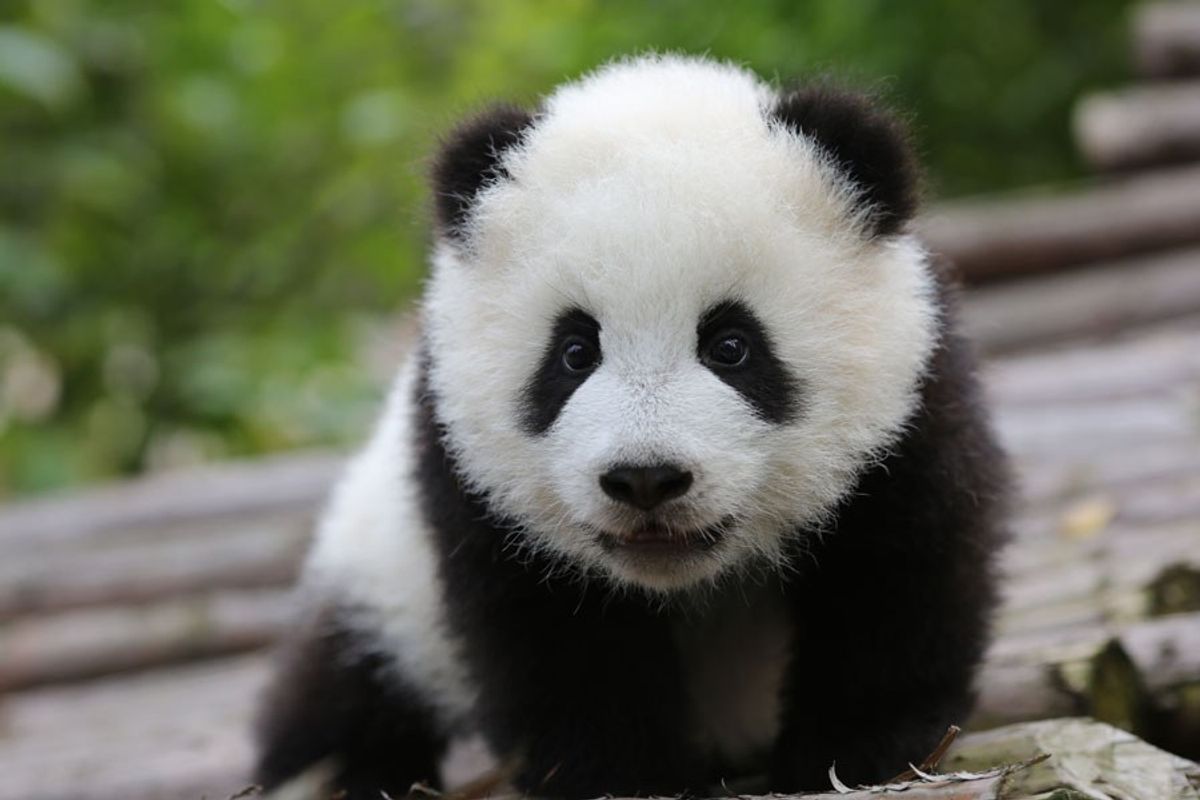 11 Reasons To Love Giant Pandas