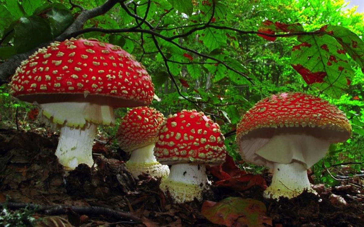 Digging Out Mushroom Knowledge