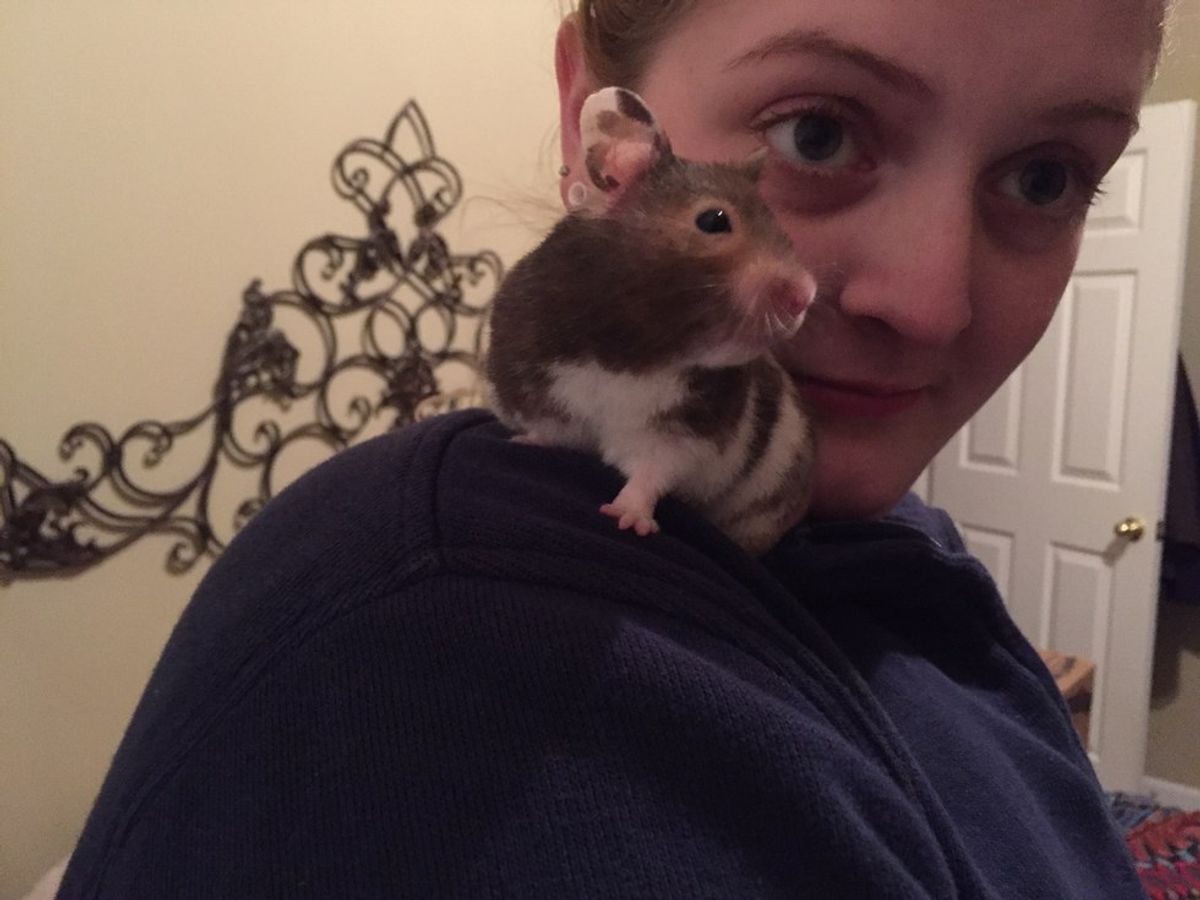 Why Hamsters Should Be Allowed In College Dorms