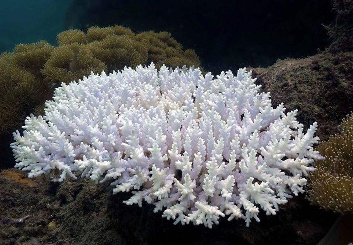 The Concern Of Coral Bleaching
