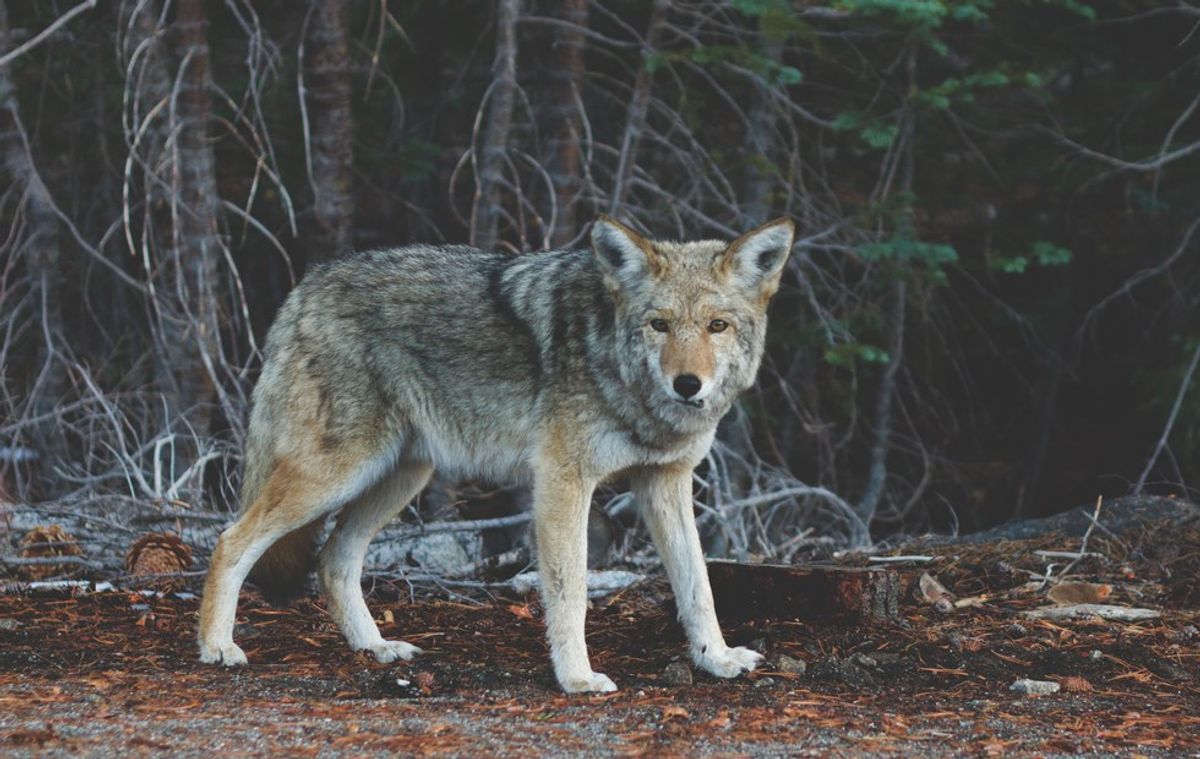Are Wolves Really Big And Bad?