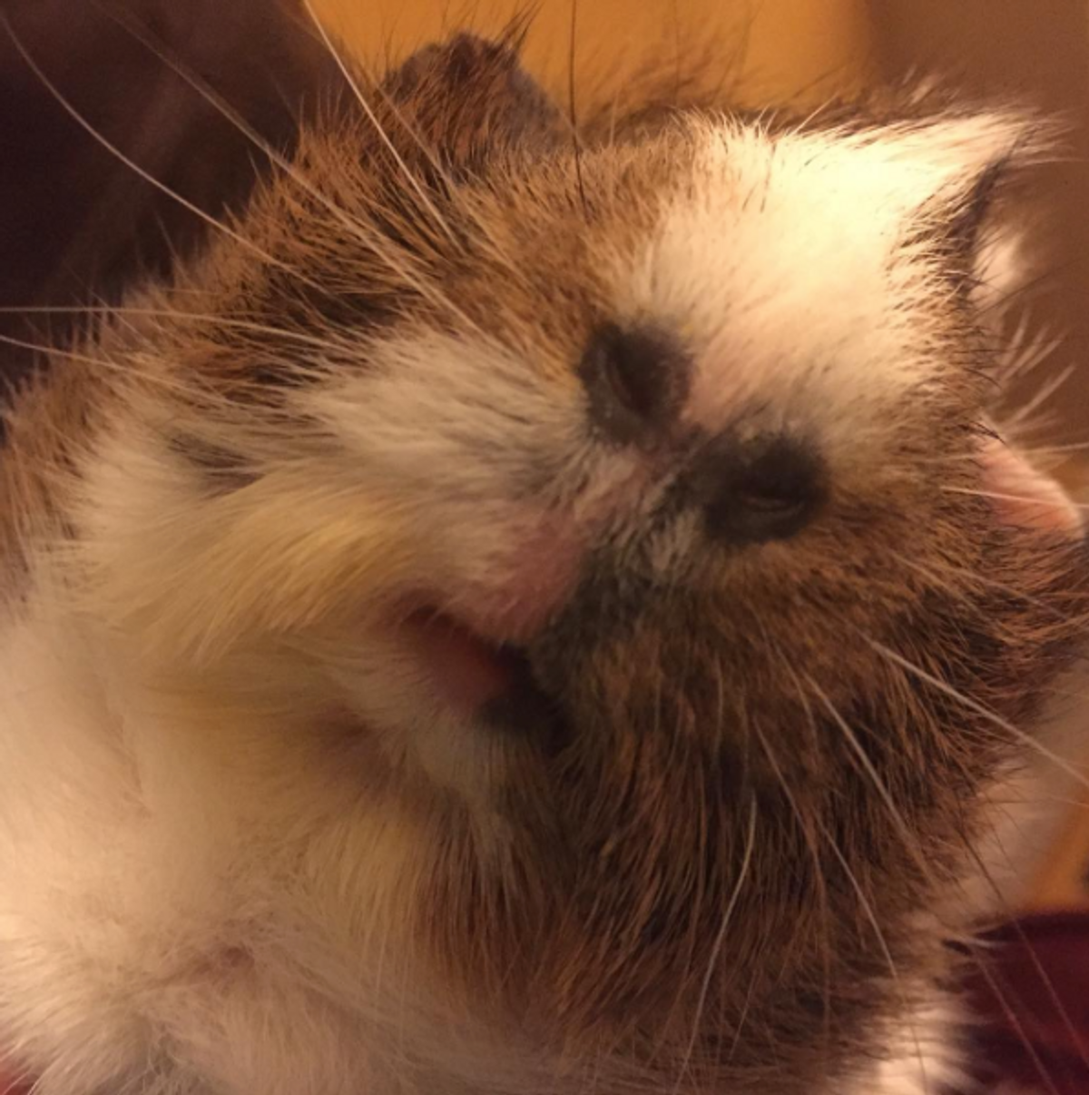 How I Became Addicted To Guinea Pigs