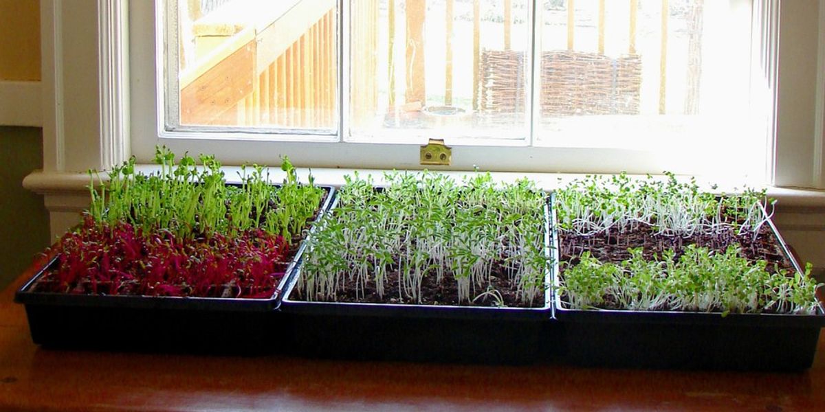 Growing Your Own Microgreens