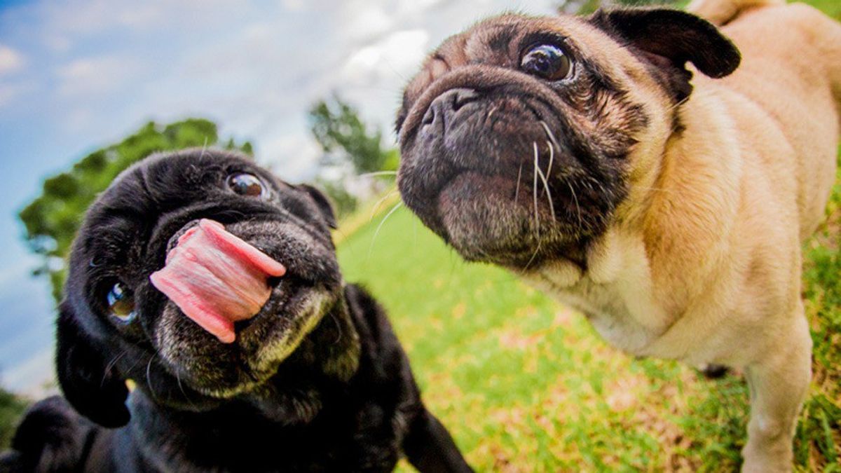Why Pugs are Everyone's Soul Animal