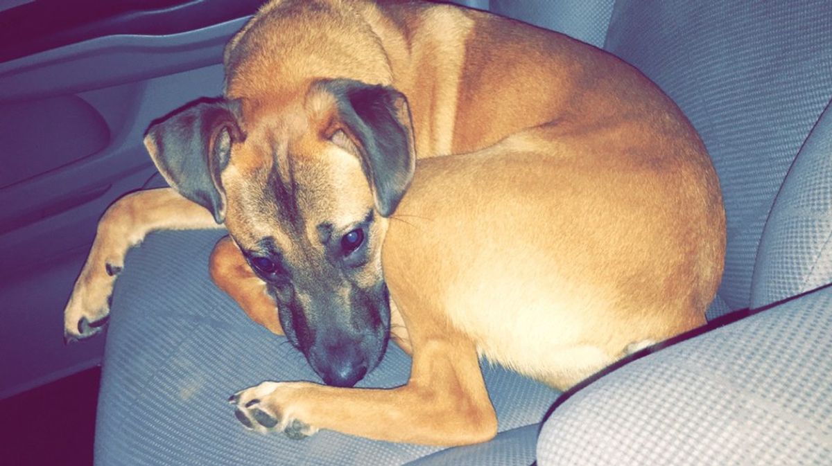 What My Dog Has Taught Me