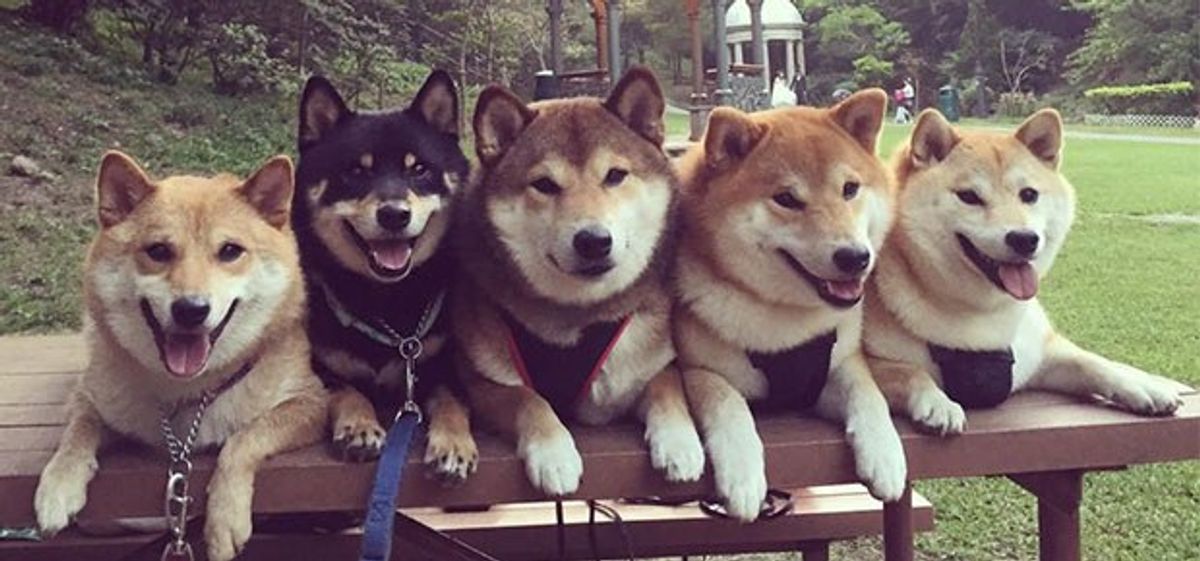 21 Reasons Why Shiba Inus are the Best Dogs Ever