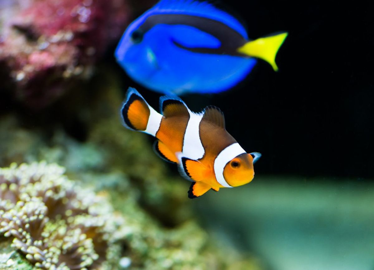 The "Finding Nemo" Films Are Bad For The Wild Fish Population