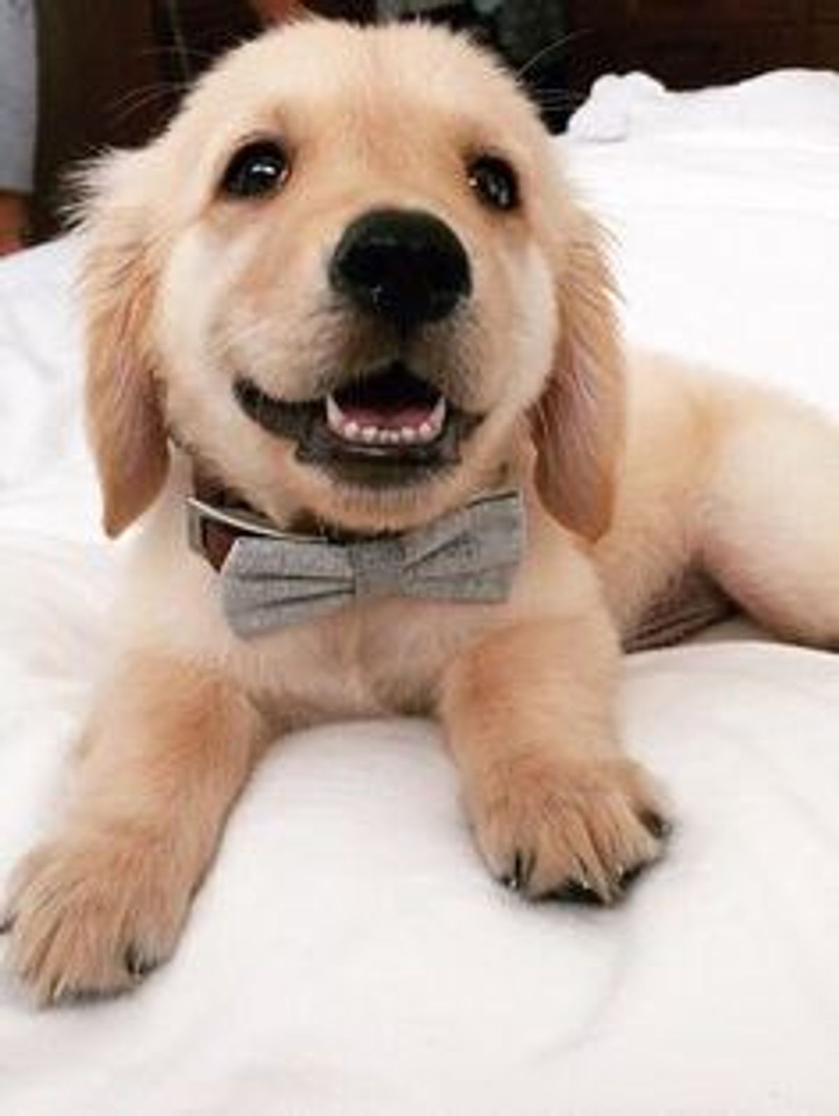 10 Of The Cutest Dogs That Are Sure To Make Your Day