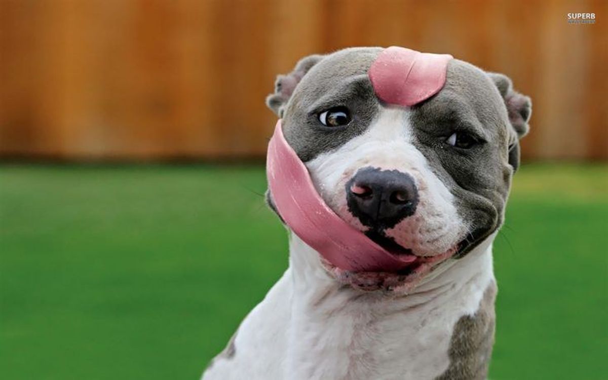 5 Reasons Why Pit Bulls Are Not What They Seem
