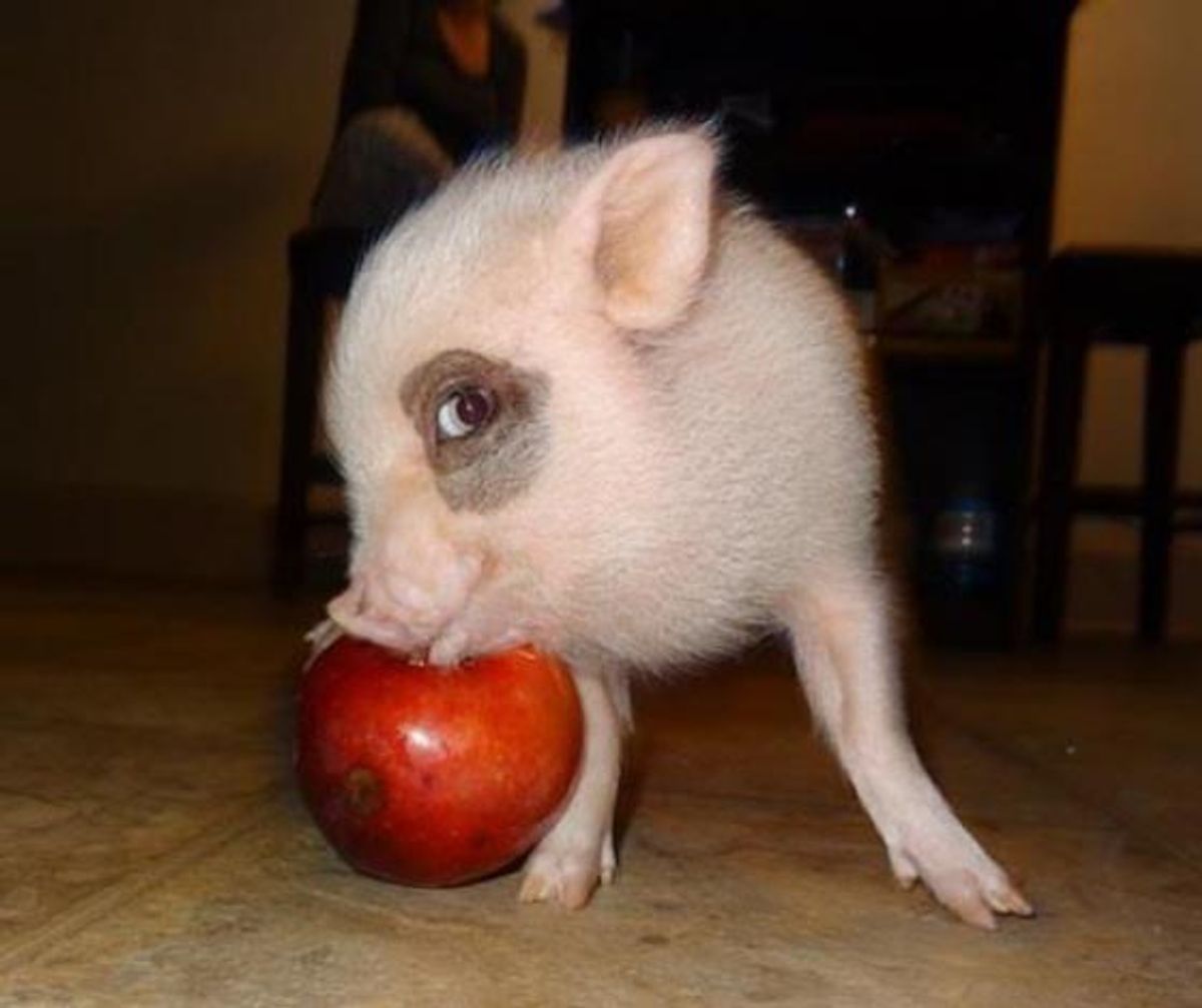 15 Reasons You Need A Mini Pig As A Pet