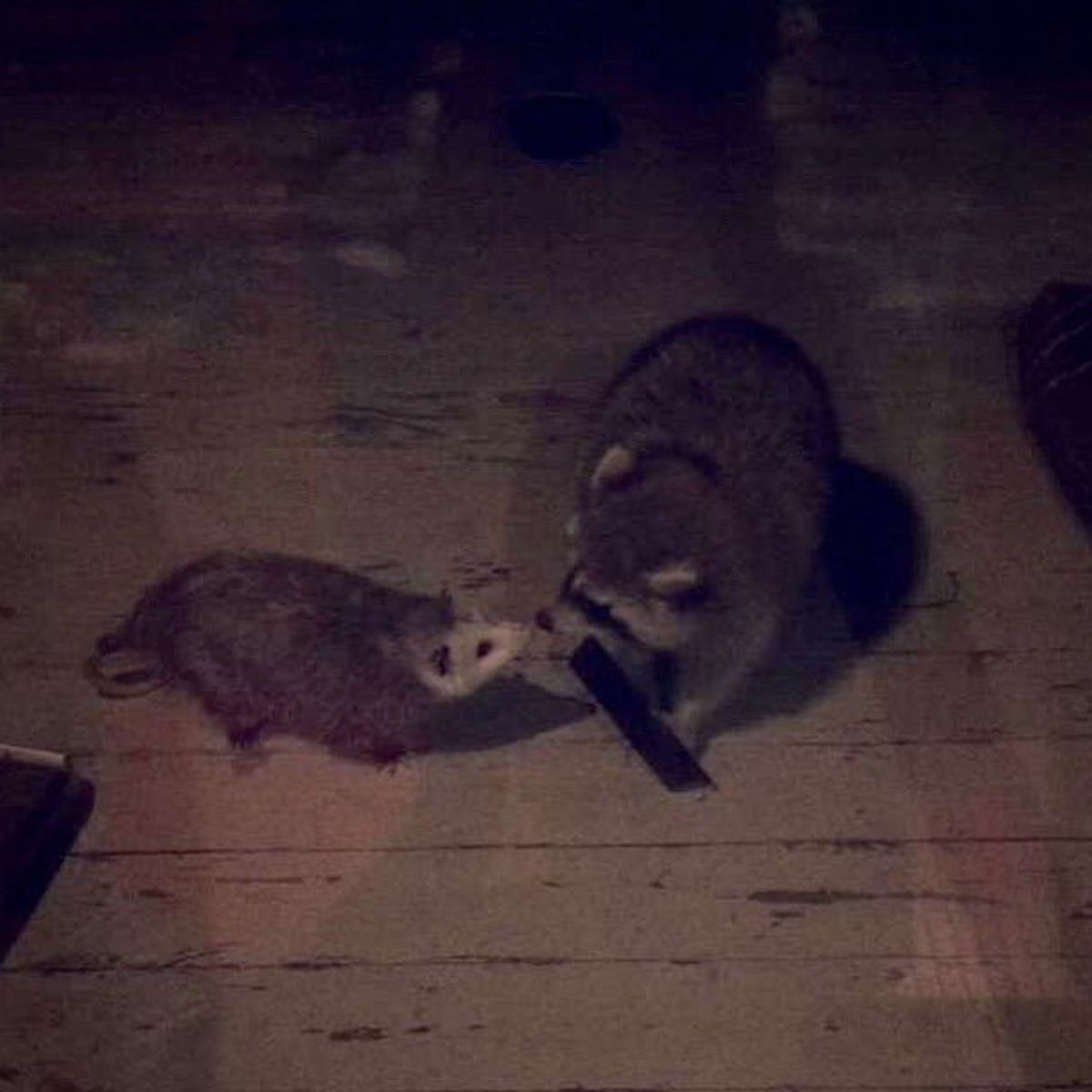 A Letter To The Opossum In My Backyard